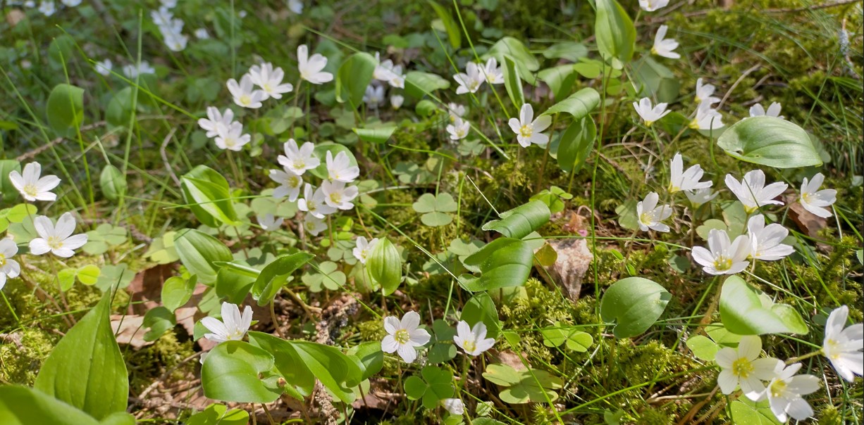ketunleipä kukkii