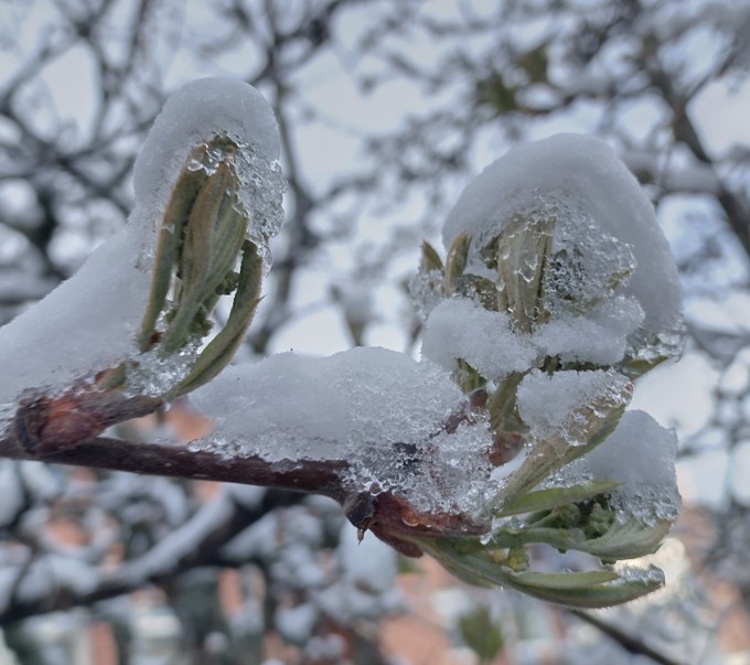 luminen pihlajanoksa, jossa on jo lehtiä.