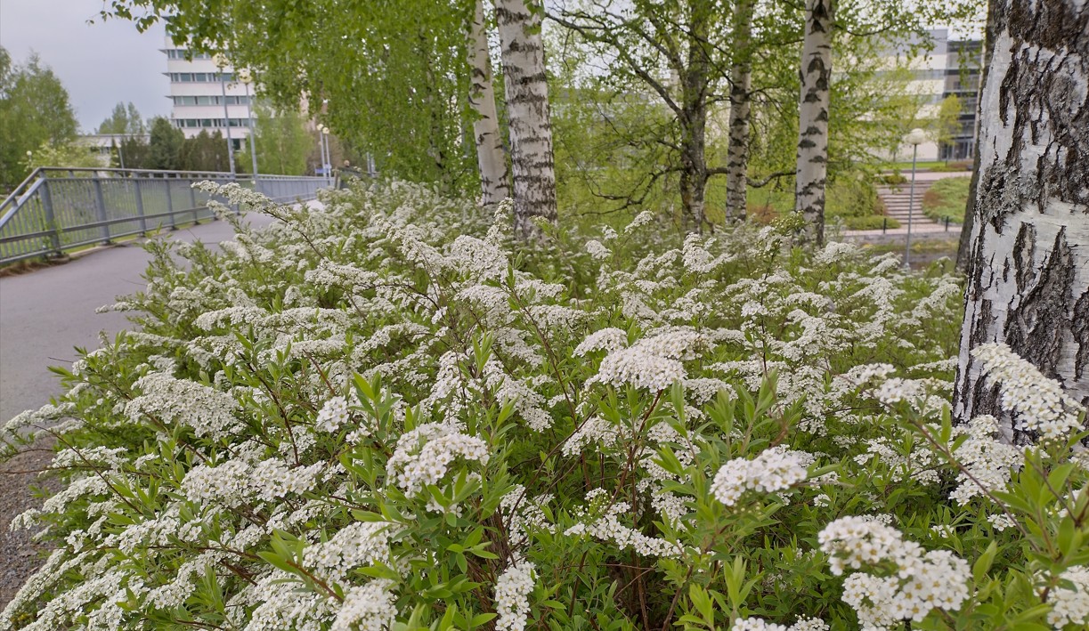 Etualalla norjanangervoja ja koivuja, takana kampusalueelle johtava silta.