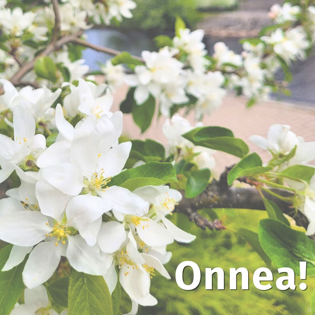 Valkoisia omenapuun kukkia keväisessä puistomaisemassa. Kuvan alakulmassa teksti "Onnea!".